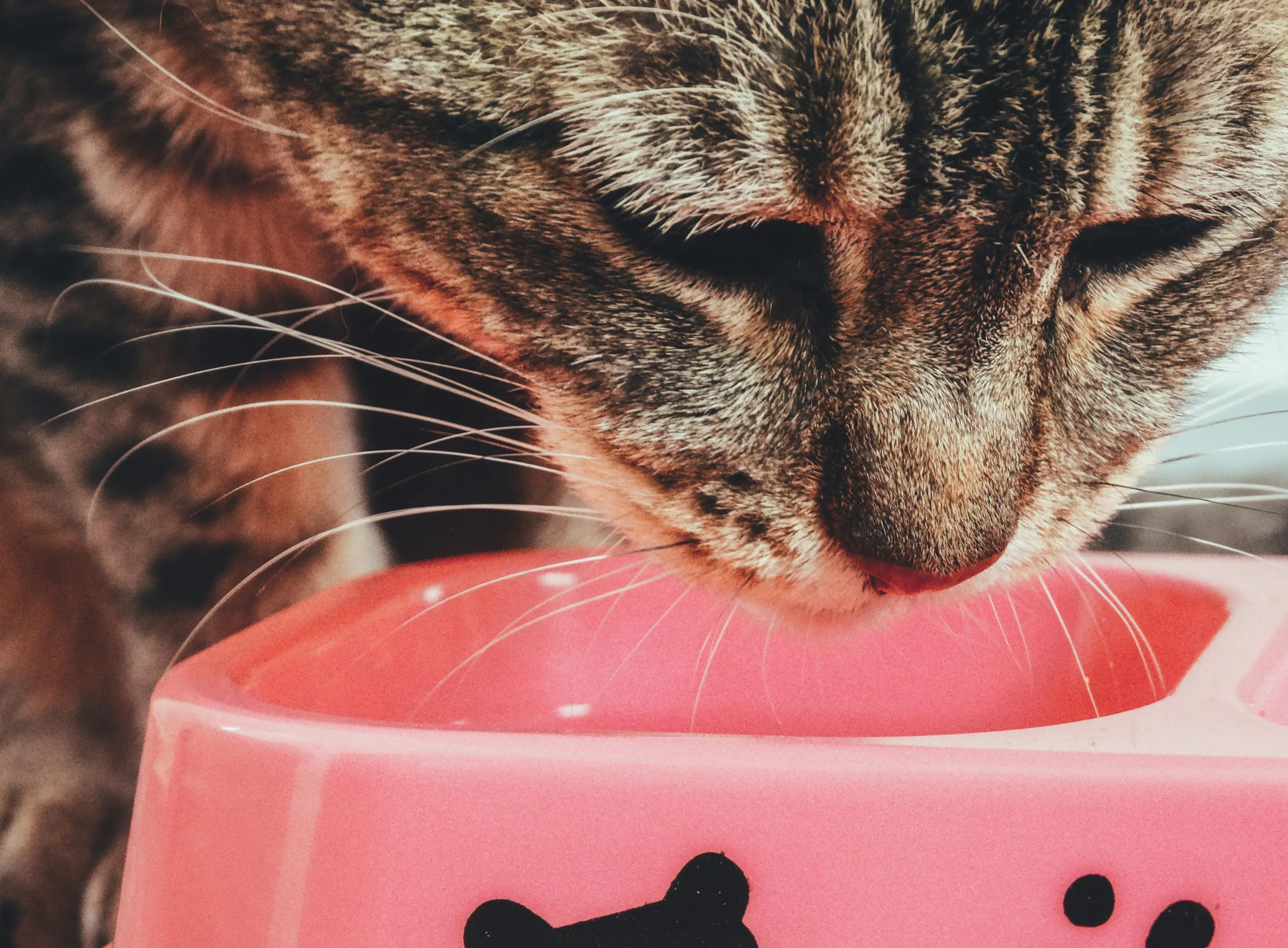 Top Cat Foods for Indoor Cats in the UK 2024: Order Online Now!