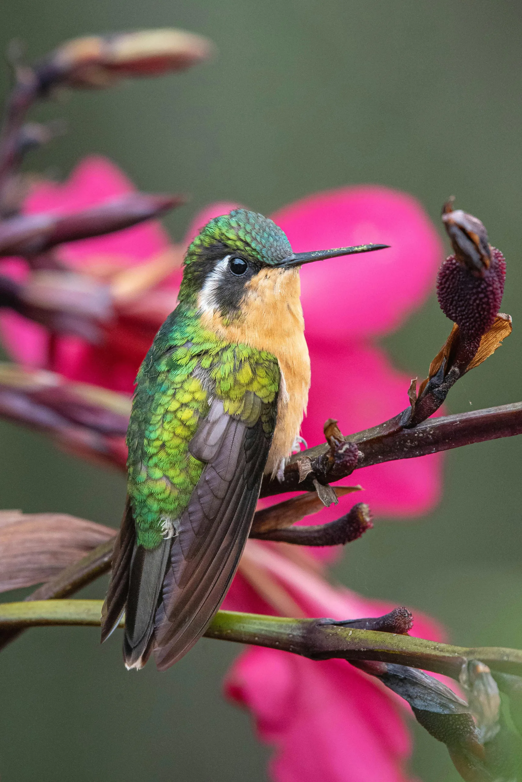 Where do most Hummingbirds go in the winter