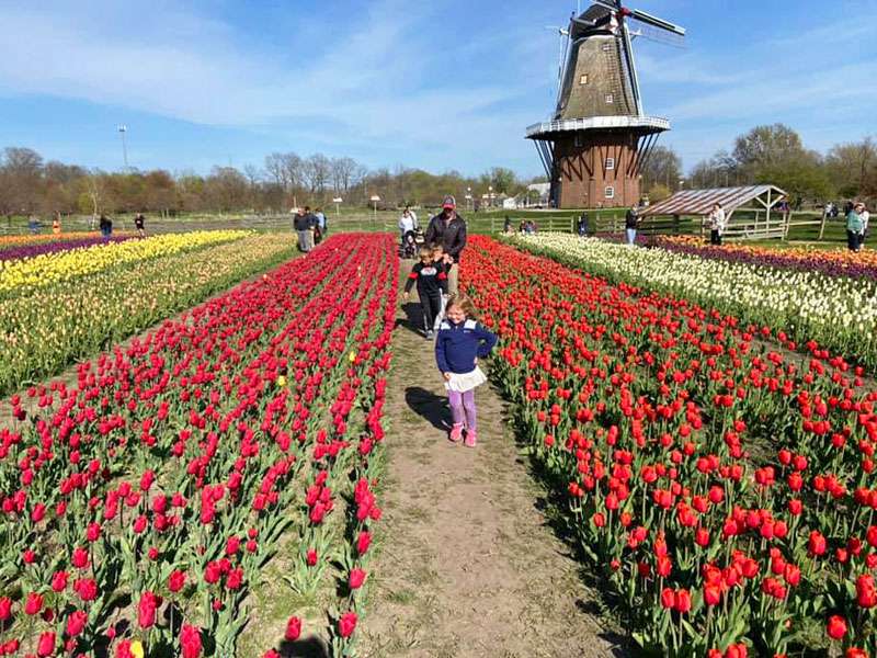 Soil Conditions, What is the best time to see tulips in Holland, Michigan?