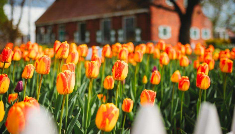 Tulip Varieties in Holland, Michigan, What is the best time to see tulips in Holland, Michigan?