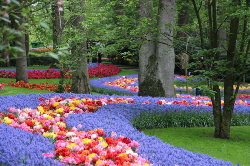 Tulip Varieties in Holland, Michigan, What is the best time to see tulips in Holland, Michigan?