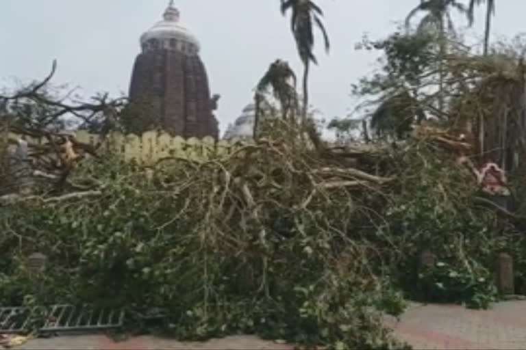 jagannath temple baniyan tree, 2030 A Doomsday According to Indian Texts or Misinterpretation?