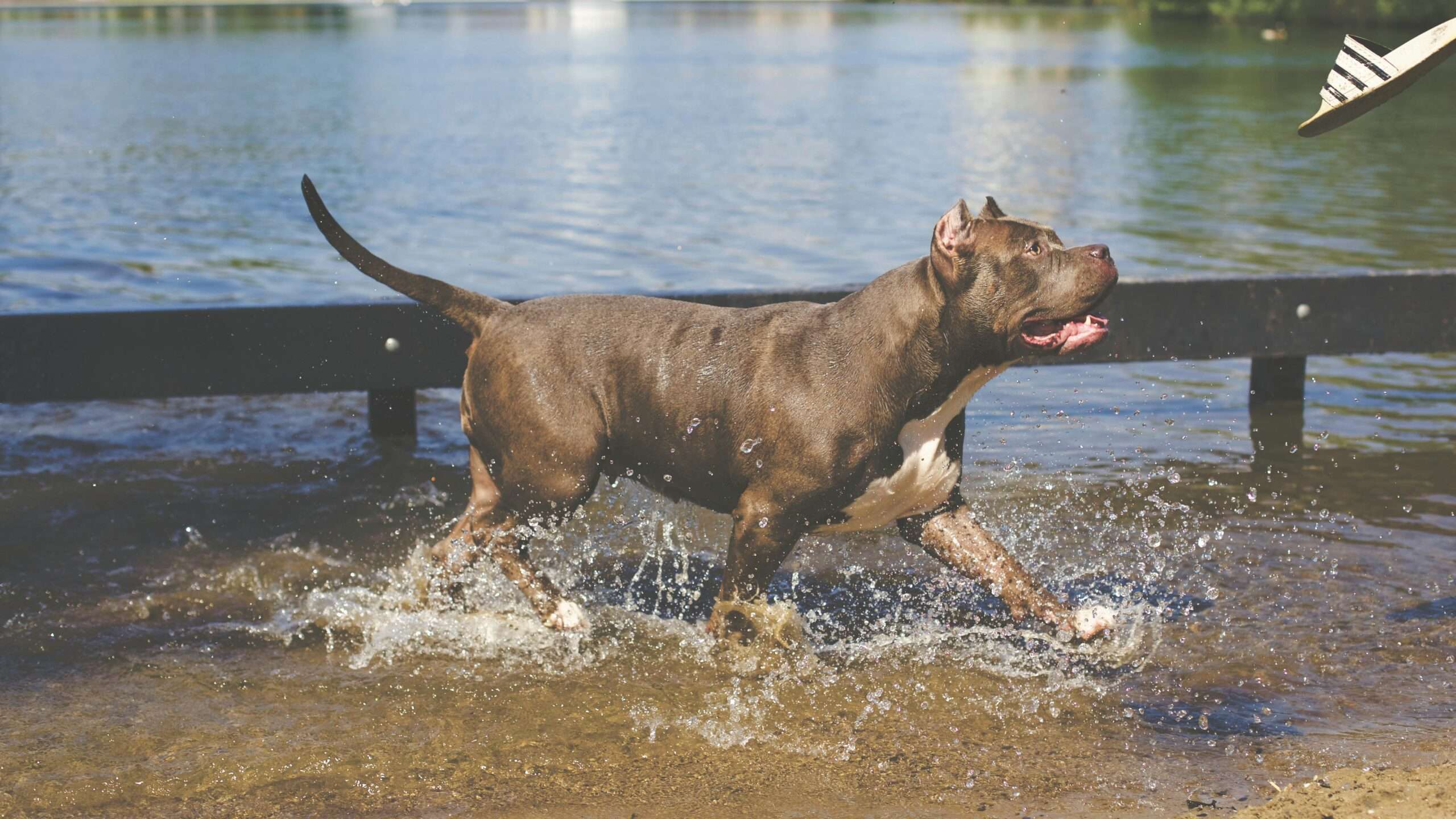 Pitbull Lab Mix