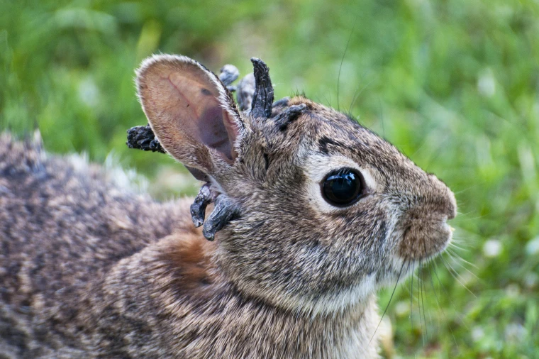 Horned Rabbits of Colorado: Nature’s Glitch—or Dark Experiment Unraveled?