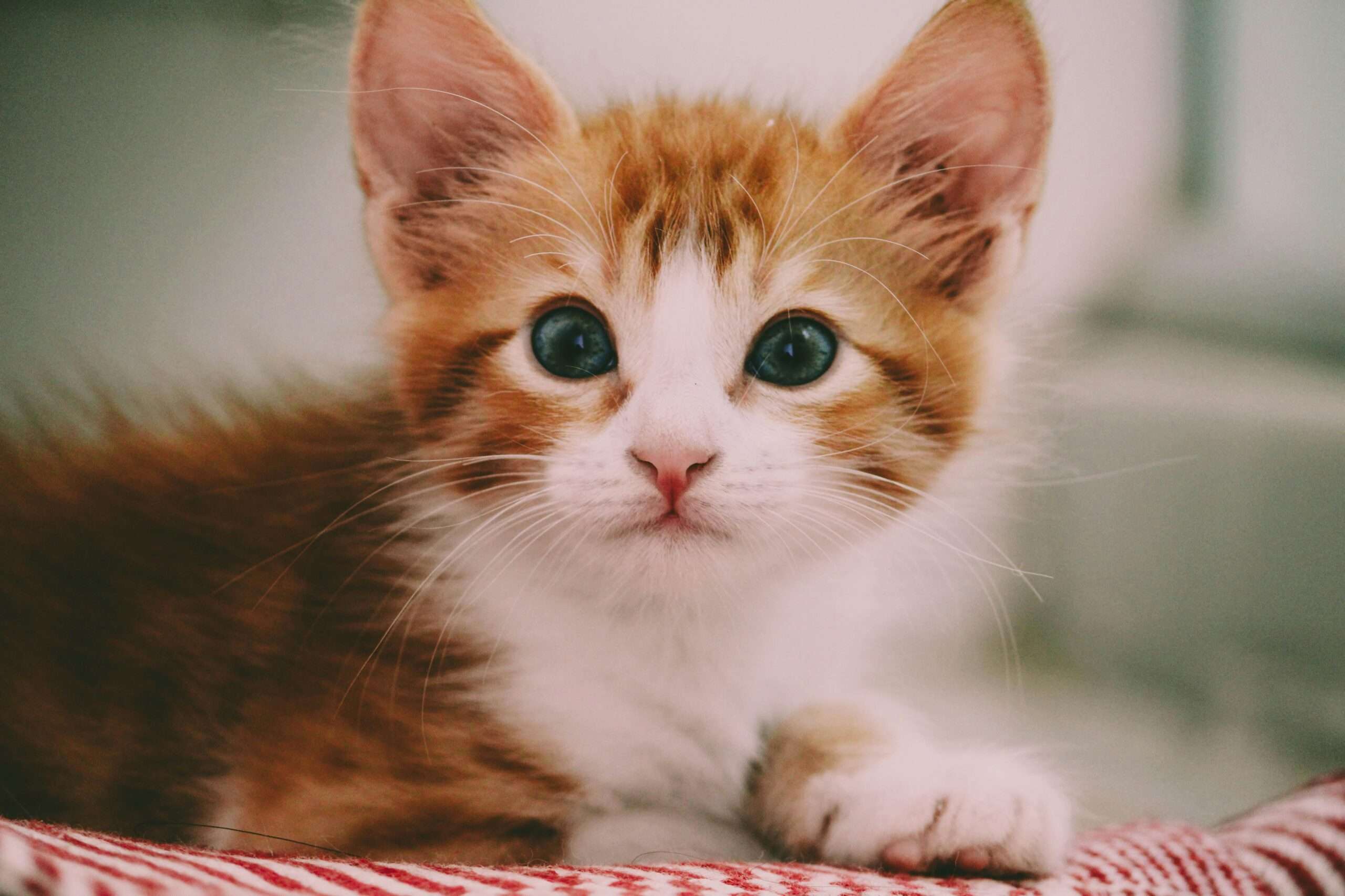 Can Cats Smile to Humans? Understanding Feline Emotions?