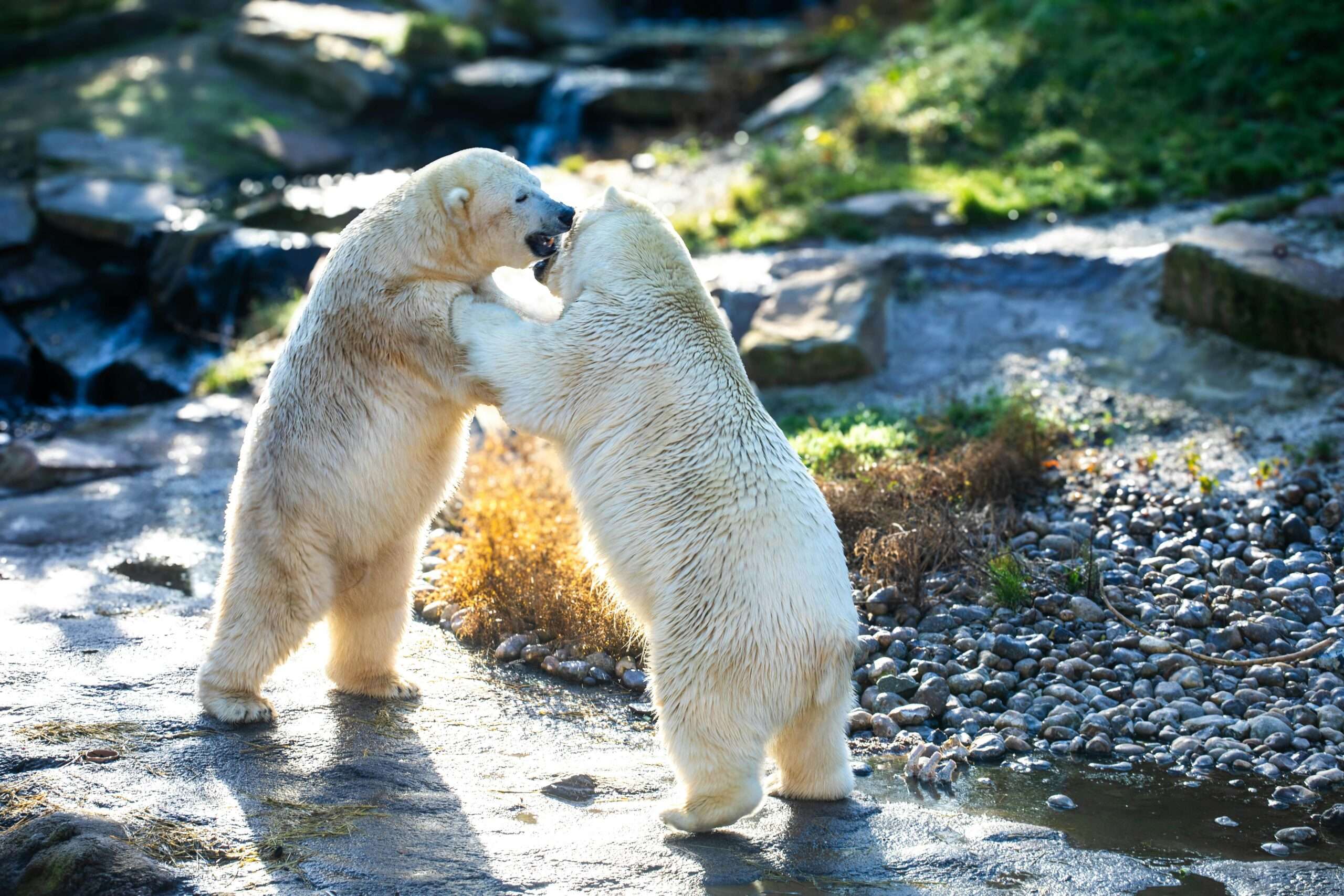 10 Fascinating Facts About the Arctic You Need to Know
