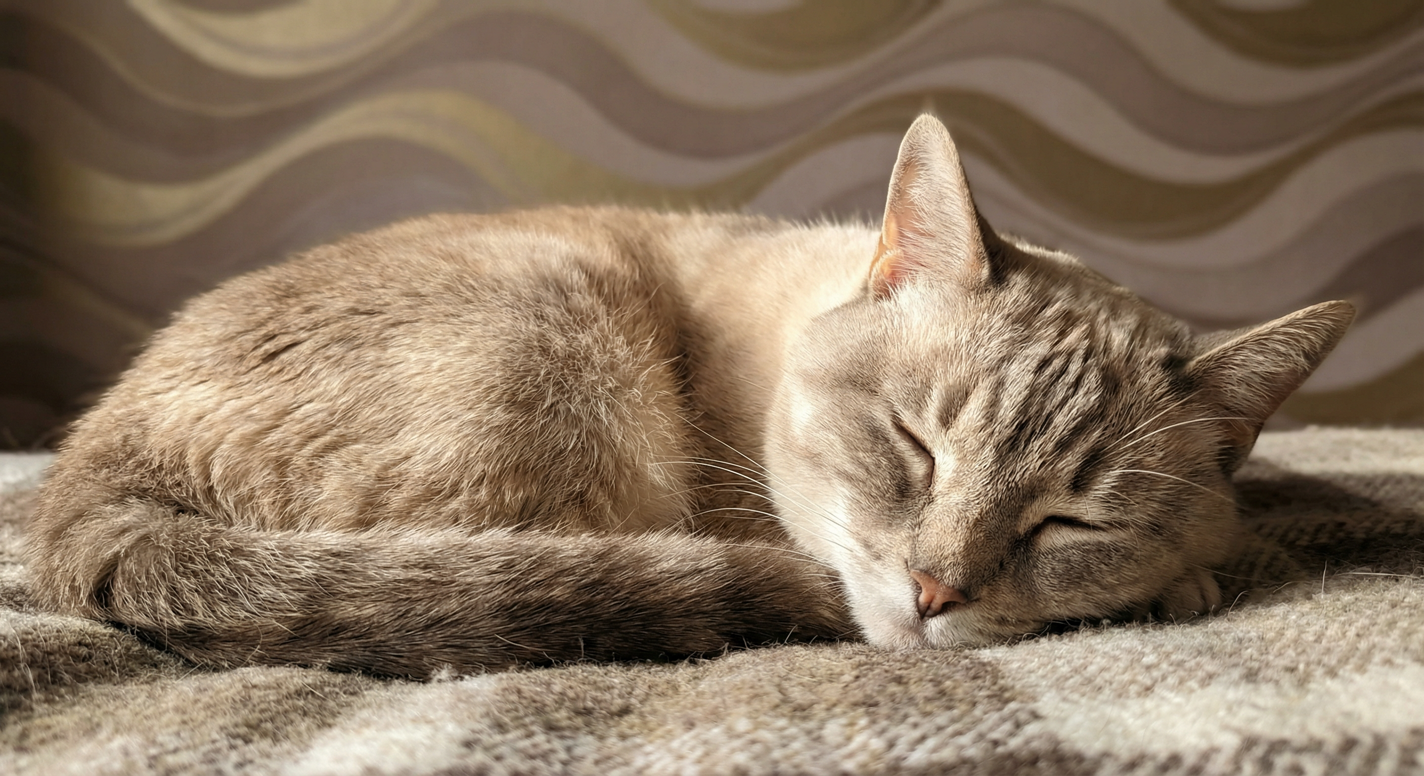 CatPurrTone – Authentic Cat Purr Frequency Experience