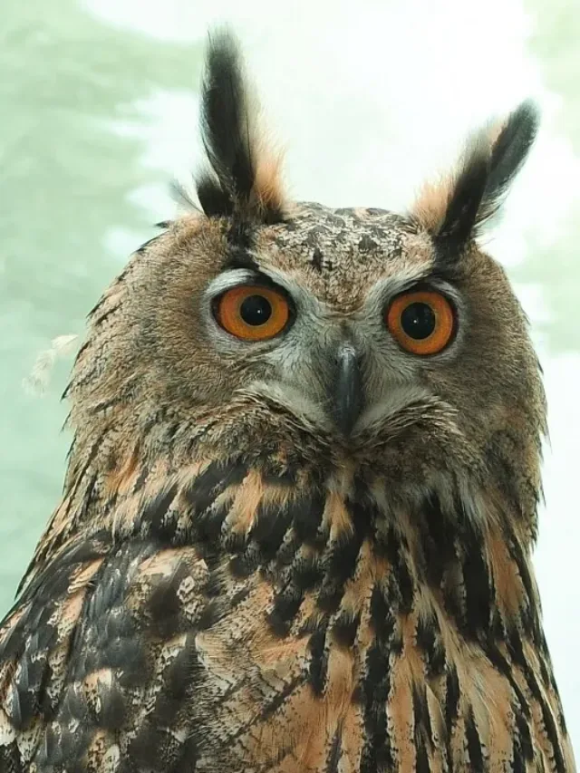 “Farewell to Flaco: Remembering the Beloved NYC Owl”