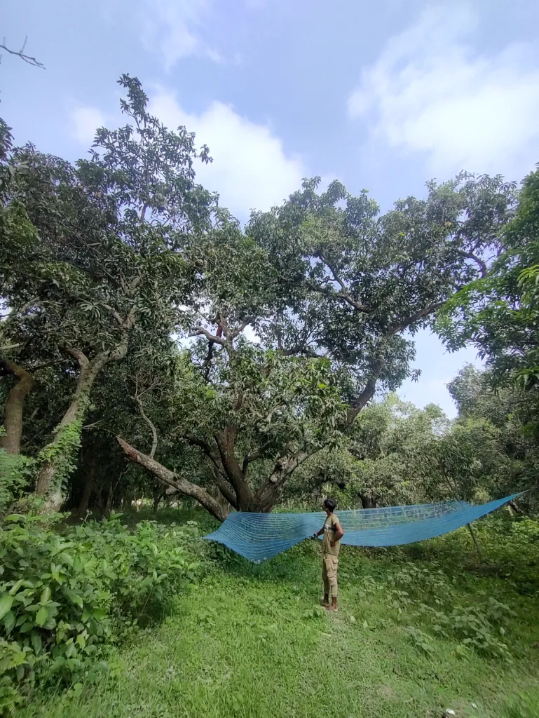 Mango tree, Village life, Net, Village men