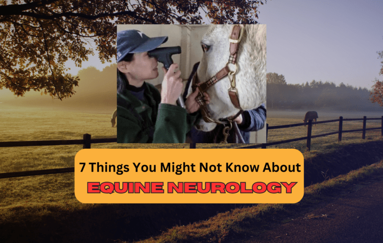 7 Things You Might Not Know About Equine Neurology