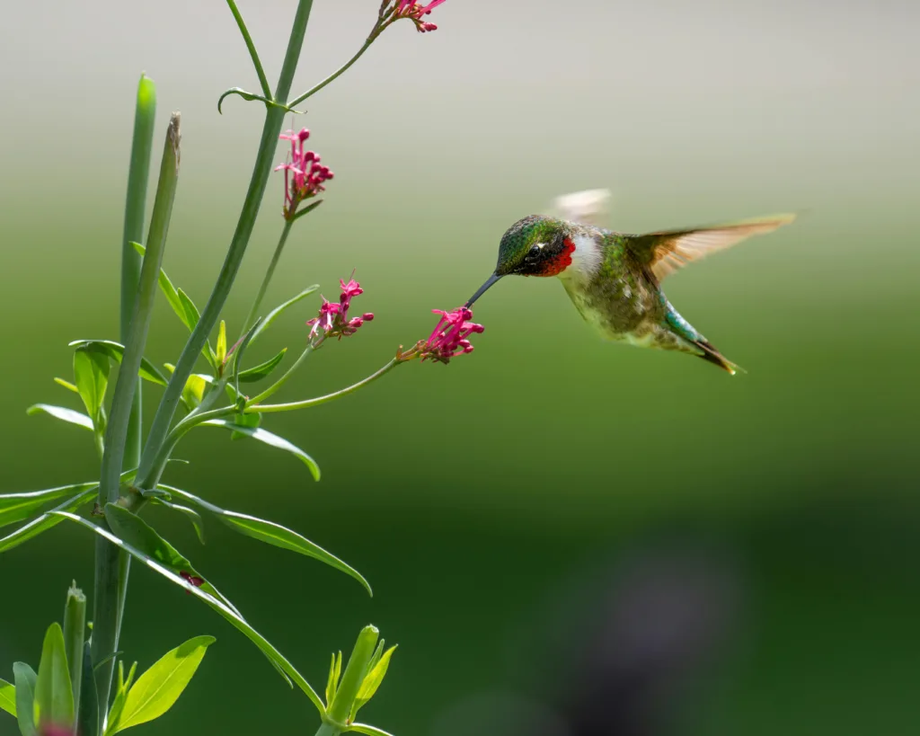 Where do most Hummingbirds go in the winter