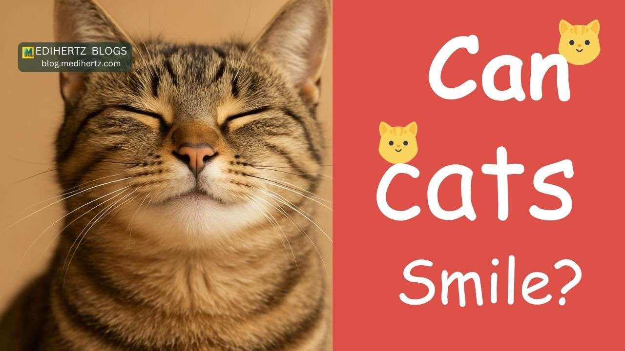Can Cats Smile to Humans? Understanding Feline Emotions?