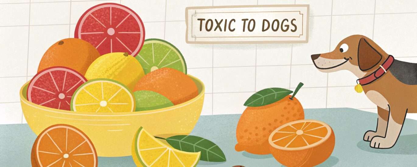 What Citrus is Toxic to Dogs?